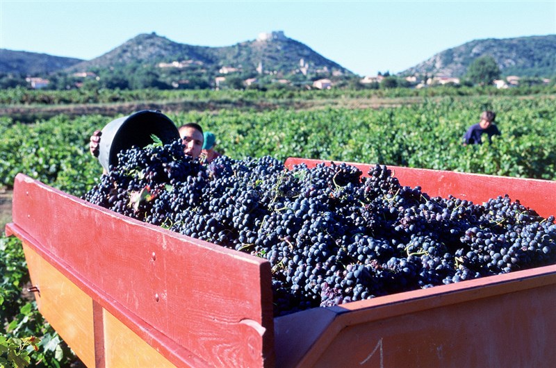 [Khám phá] Quy trình sản xuất rượu vang đỏ đạt chuẩn quốc tế