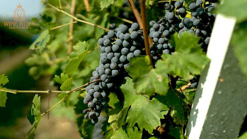 Tìm hiểu phong cách rượu vang Valpolicella Blend chứ danh của Italy