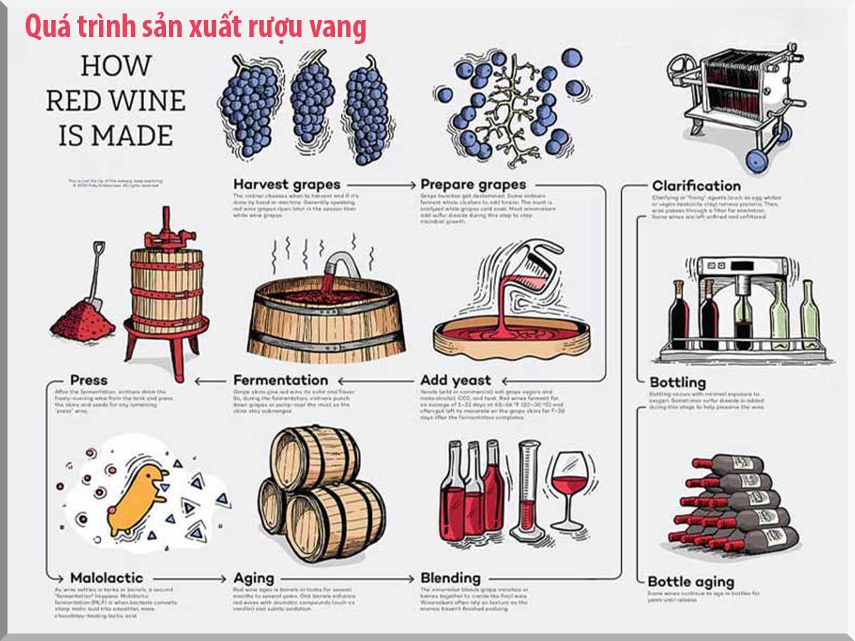 Tìm hiểu về quá trình chế biến rượu vang