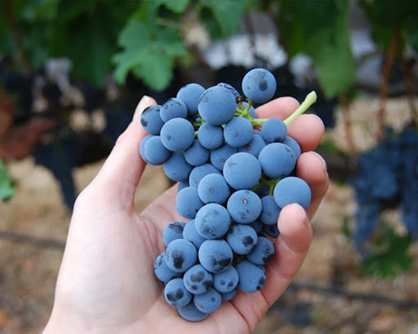 Giống nho Merlot được sử dụng nhiều để làm rượu vang hồng