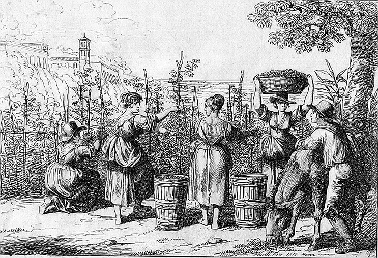 Rượu vang ra đời khoảng 6000 TCN ở Georgia